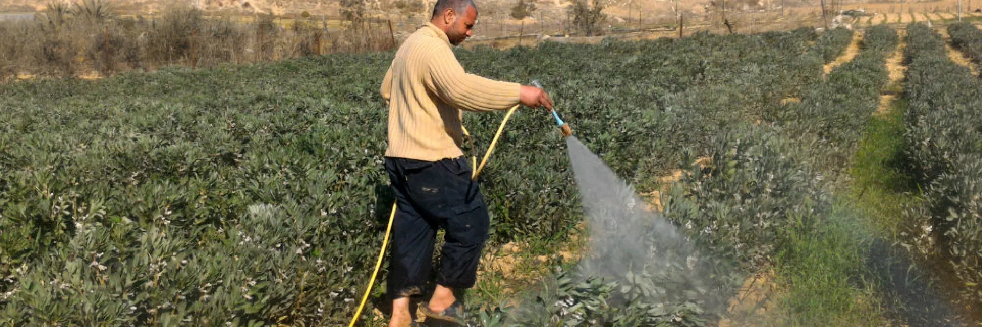 Farmer in Gaza washes his fava bean field after the spraying. Photo by Muhammad Sa’id, B’Tselem, 23 Jan. 2017 