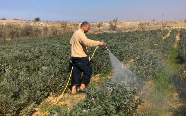 Farmer in Gaza washes his fava bean field after the spraying. Photo by Muhammad Sa’id, B’Tselem, 23 Jan. 2017 